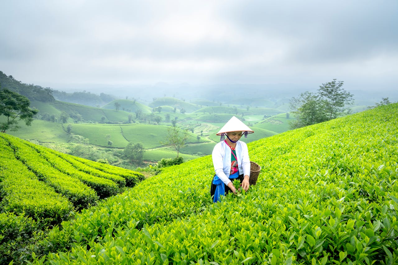 Turning Carbon Credits into Rural Prosperity: What Farmers Need to Know